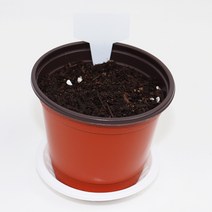 사이언쌤 강낭콩기르기세트(1인용)