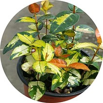 마삭줄 오색마삭줄 황금마삭줄 좀마삭줄 야생화, 황금마삭