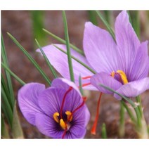 트리앤 향기좋은 샤프란 구근 실란 노지월동 야생화 네델란드 수입구근 봄꽃, 04. 샤프란(보라) 1개