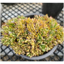 다육이 마리아철화 다육식물