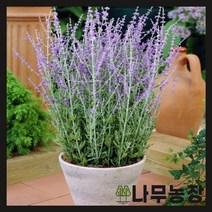 (나무농장) 러시안세이지 실버리블루 2리터 화분