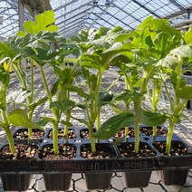 흑피 애플수박 모종 베란다 식물 과일 키우기 세트 주말농장 텃밭 1박스 5모종, 단품