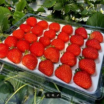 당일수확 금실딸기 왕딸기 특딸기 딸기선물세트 산지직송 750g, 옵션 3. 금실딸기(24구)750g