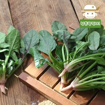한기와 해풍을 이겨낸 연하고 달달한 남해 노지 시금치 1kg/2kg, 시금치 1kg, 1개