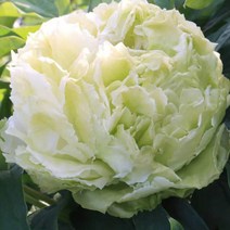 [모든원예조경] 겹꽃목단나무 묘목 (춘류) 3년생 개화주 목단묘목