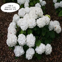 수국 아베마리아 지속개화수국 (네덜란드 수입)