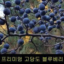 고씨네 냉동베리 블루베리효능 냉동블루베리1kg 특급, 블루베리 냉동 1kg, 블루베리 냉동 1kg