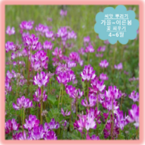 [나은식물원]15.자운영-50립