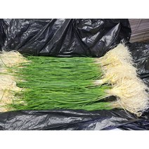#가락시장 나물이네# 당일경매 달래 1kg (달래의지존 서산달래출시했네요~~)/오후2시이전주문당일출고99%/주말 공휴일제외