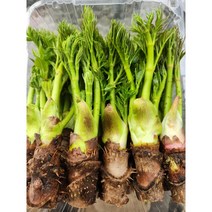 참두릅 두릅 가평두릅 두릅선물 봄나물, 1팩