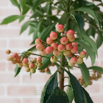 도희씨네 정원>> 빨간루비 열매 만냥금 150″ class=”wr-img”></a></div>
</p></div>
</p></div>
</p></div>
<div class=