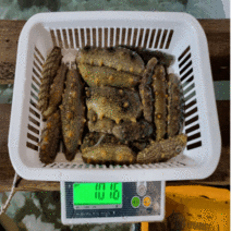통영 자연산 해녀 해삼 1kg 산지직송, 2kg