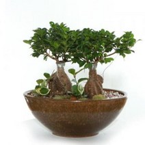 인삼팬다[쌍대] 관엽식물 실내화초 축하화분 실내식물, 물받침대