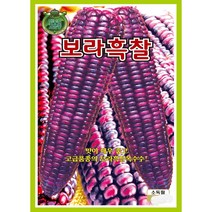 보라흑찰 옥수수씨앗 80립
