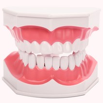 치아모형 인체모형도 치과기구 실리콘몰드 인체모형 어린이 양치교구 재료상, 2배
