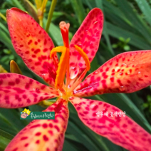 범부채 꽃색랜덤 [4포트](복남이네 야생화 모종 붓꽃 아이리스 릴리 iris 여름), 1개