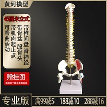 인체 척추 모형 1대1 성인 척추뼈 모형 경추 요추 인간의 뼈 모델 골격, 45cm D + 1개