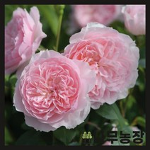 (나무농장) 영국장미 데이비드오스틴 (위즐리 2008) 땅장미