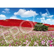 직소 퍼즐 성인 에포크 사 500 개 지그 소 코스모스 빛나는 가을색 언덕 - 이바라키 (38 × 53cm) 일본 직배송