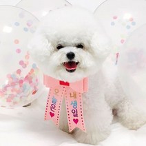 핑크캔디 강아지 고양이 리본화환 생일파티 강아지화환, 리본화환(컬러밴드)_핑크(레인보우)