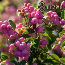 스노우베리 매직컬갤럭시 매직컬캔디, 매직컬캔디 6치포트(1개단품)