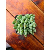 (둥이다육) 축전