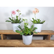 [나랑너랑꽃]레위시아 - 코틸레돈 (색상랜덤)