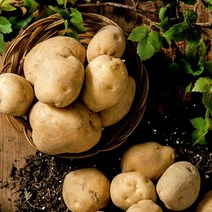 [잇츠푸드] 강원도 스테비아 햇감자600g x 2팩, 단품