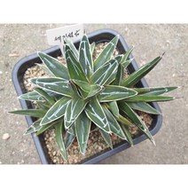 [수암다육] 세설금 랜덤발송 Agave Victoria Reginae 군생 묵은둥이 다육 다육이 다육식물 Succulent 반려식물 국민다육 선인장 미니선인장, 1개