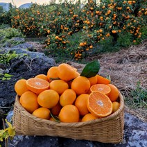 제주 고당도 타이백 타이벡 5kg 10kg, (추천)로얄과 - 5kg, 산지직송 노지귤