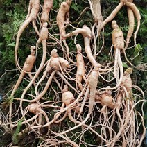 국내산 산양삼 유기농 산양산삼 8년근, 산양삼 7-8년근 6개입