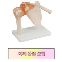 어깨 모형