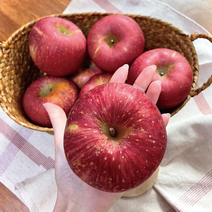 늘품 꿀맛 가정용 부사 사과 실중량 4.5kg 9kg, 꿀맛 햇 부사 꼬마 9kg (58-70과)