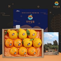 [우체국쇼핑] 한라봉+레드향 혼합 선물세트 3kg 중대과(8-12과)★프리미엄 패키지, 상세 설명 참조