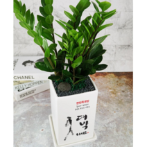 미스터허브 실내 공기정화식물 식용허브 키우기 화분 분갈이 인테리어 식물, 90_홍콩야자(대품)