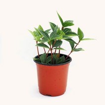 마이플랜트 [마이플랜트]줄리아페페 공기정화식물 소형 식물키우기 모종, 선택완료, 줄리아페페