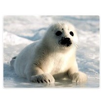 YISUMEI 152.4x203.2cm 담요 편안하고 따뜻하며 부드러운 플러시 천 덮개 소파용 일러스트레이션 주기율표 교육용