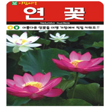화분월드 연꽃 씨앗 (20립), 연꽃20립(아람)