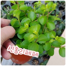꽃나라엘리스 신홀리페페-작고 동글동글한 잎도 이쁜 신홀리페페
