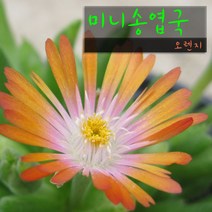 허브여울다육 미니송엽국 오렌지(주황) 지름 9cm 소품화분, 1개