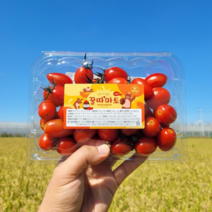 대추 방울 완숙 스테비아 토마토 꿀따마토, 스테비아 대추방울_1kg