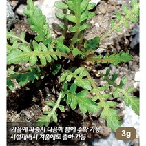 냉이씨앗 100g, 1개