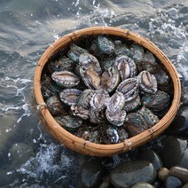 산지직송 완도 전복 활 전복 직거래 선물세트 1kg, 대전복 1KG 9~10미