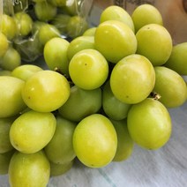 애플 청포도, 1팩 800g, 1개