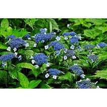 산수국 노지월동다년초 (묘목3개묶음) 여름개화 규격10cm포트묘 [꽃심야생화], 3개