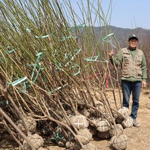 매실나무 묘목 결실주 4년 청매실 홍매실 왕매실 유실수 정원수 관상수 나무키우기 가드닝