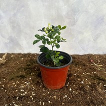 [광합성] 오렌지쟈스민 오렌지자스민 소, 1개