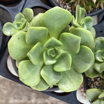 [올식스] 릴리패드 다육식물 다육이 키우기 공기정화식물 개업화분 선인장