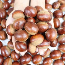 22년 공주 밤 공주햇밤 대보밤 2kg 4kg 생밤, 공주 햇밤 대보밤 대 4kg, 1개