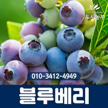 블루베리/듀크/삽목2년/포트묘/5주묶음/1등묘/블루베리나무/과일/묘목/도시농부